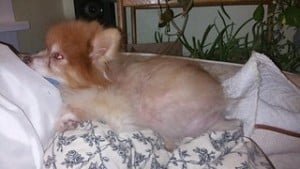 do worms cause hair loss in dogs Edited