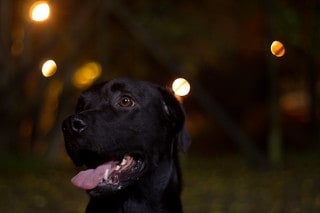 does your neighbours dog bark all night