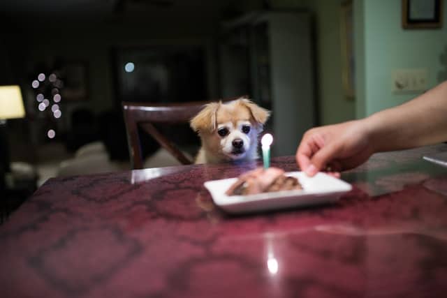 does your old dog need an appetite stimulant