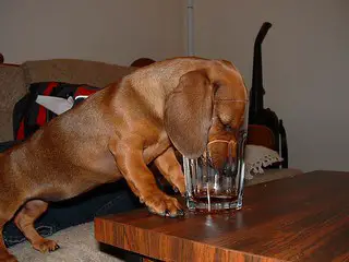 dont let your dog drink too much baking soda