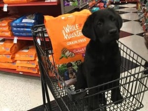 feed puppy little and often
