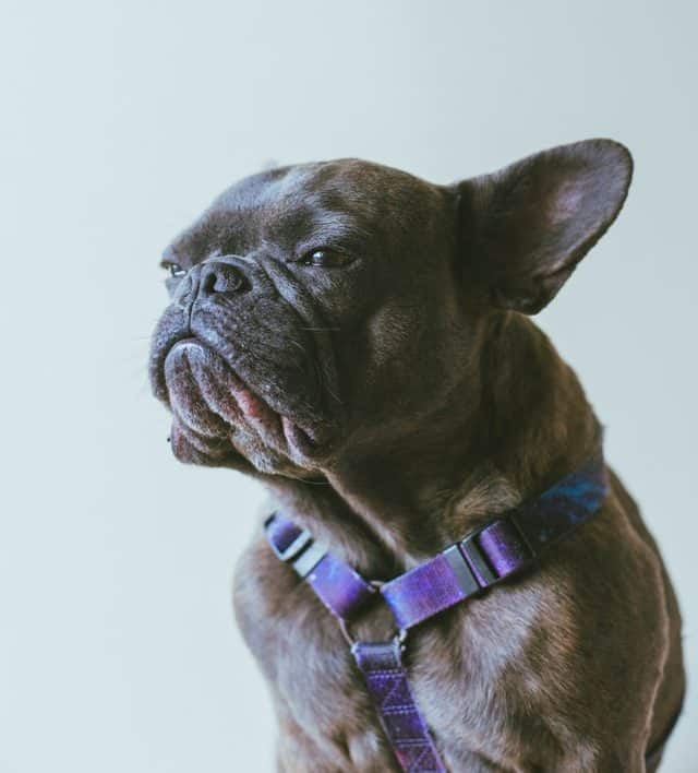 Why Do French Bulldogs Fart So Much?**7 Solutions**