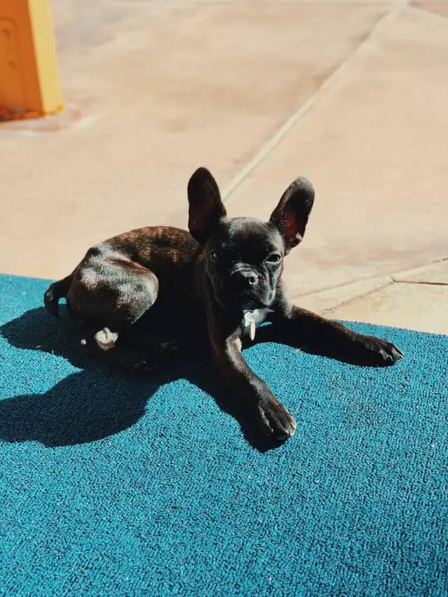 French Bulldog Has A Long Tail?**5 