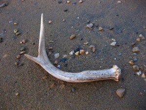 how to soften deer antlers 1