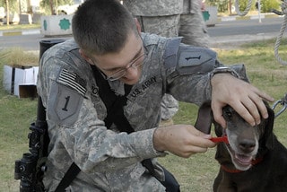 is baking soda safe for dogs teeth