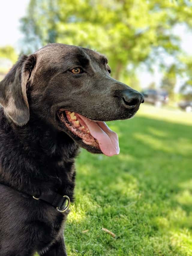 dog drank baking soda water