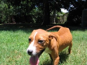 signs that your puppy is too skinny