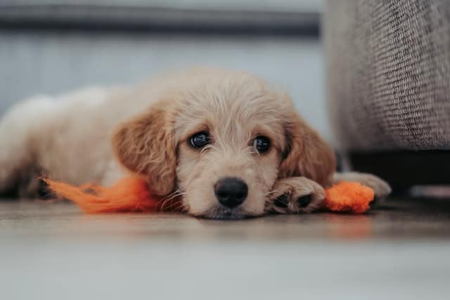 start training your dog at an early age