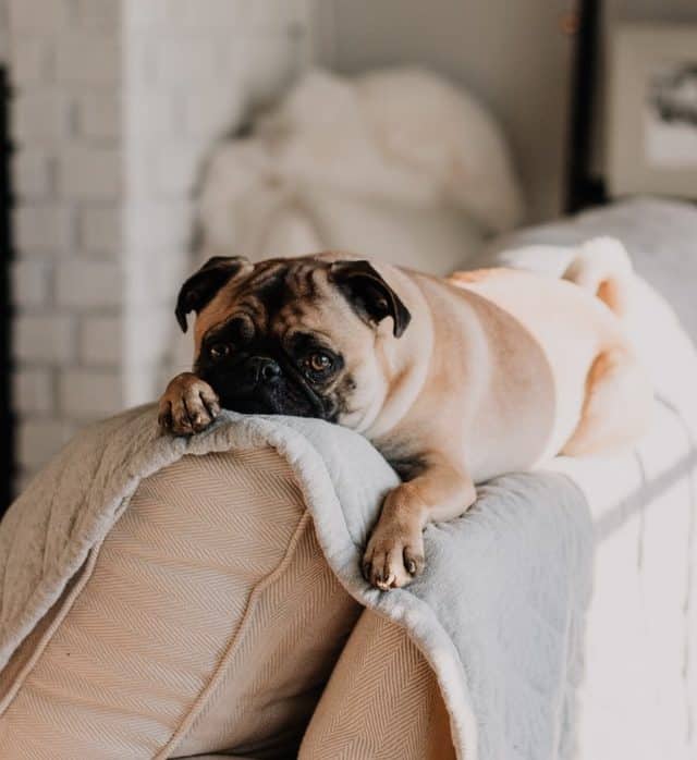 use baking soda to get rid of dog smell e1594502968872