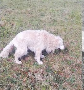 A golden retriever walking and pooping in a field