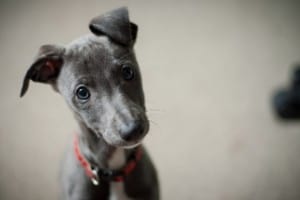 whippets are a dog breed more likely to have skinny puppies