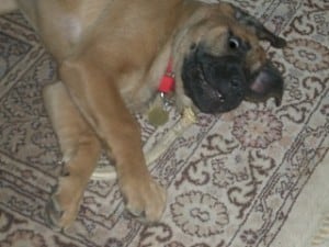 why do dogs like antlers