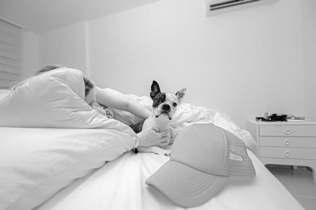 why do dogs reverse sneeze at night