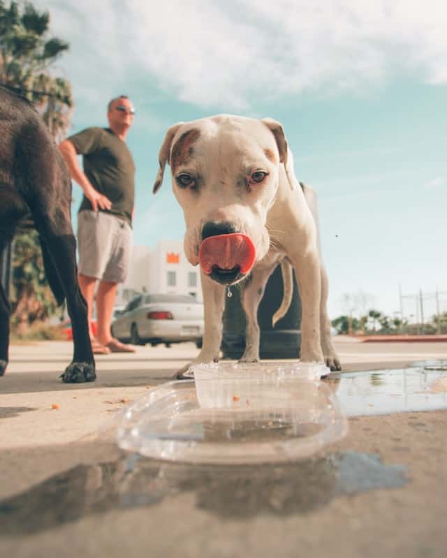 8 ways to rehydrate your dog