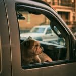 Can I leave my dog in car at night