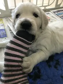What age can you give a puppy a marrow bone