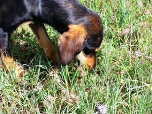Why is my dog vomiting after eating bone marrow
