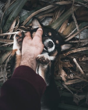 at what age do puppies get their adult teeth