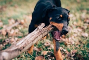 can olive oil fix a bowel obstruction in a dog