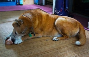 do marrow bones go bad
