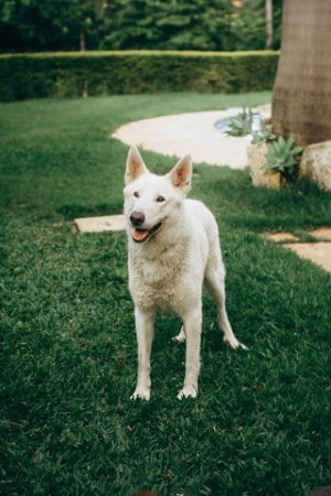dog tail between legs