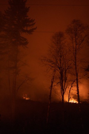 dogs instinct scared fire