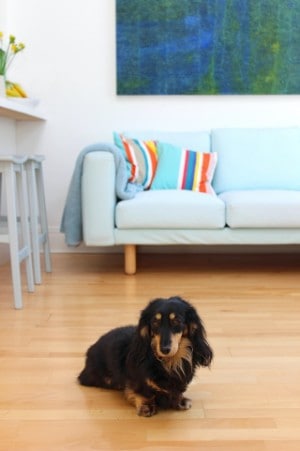 even hardwood floors scare dogs