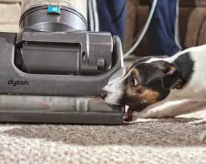 fear of vacuum cleaners is another common dog fear
