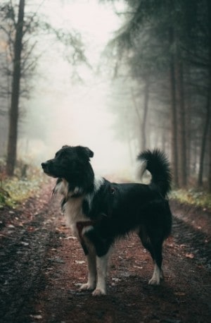 how do dogs communicate with their tail