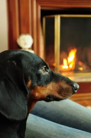 how to stop your dog being scared fire