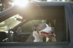 safe temperatures for dogs in cars