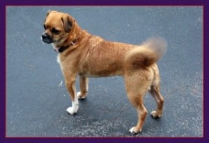 tail wagging speed