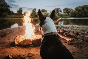 why are dogs scared of fire