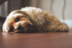 why do dogs develop sudden fears