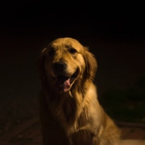 why does my dog only eat at night
