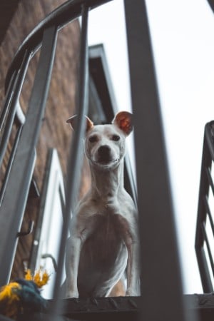 why is my dog afraid of heights