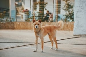 why is my dog walking with her tail sideways