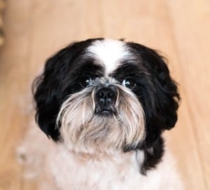 11 small black and white dog breeds