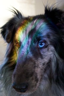 5 small dogs with blue eyes