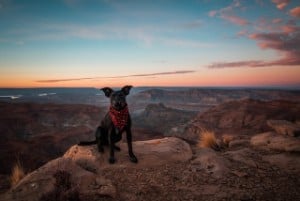 9 black dogs with pointy ears