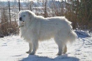 A Fluffy Great Pyrenees