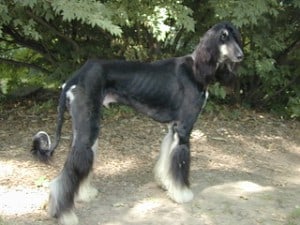 Afghan Hounds have thin curly tails