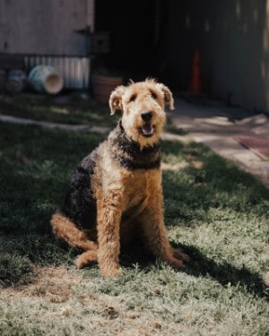 Airedale terriers have short bodies