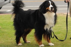 Bernese Mountain Dogs have a splash of brown