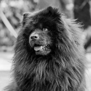 Black chow chow