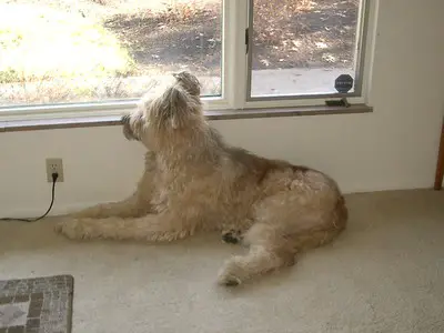 Briard by the window