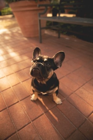 French Bulldog puppy