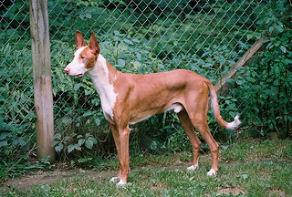 Ibizan Hounds have thin long bodies