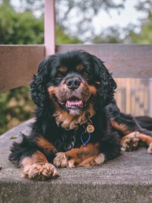 King charles spaniels are cat fans