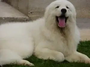 12 Big, White Long Haired Dog Breeds - Quality Dog Resources